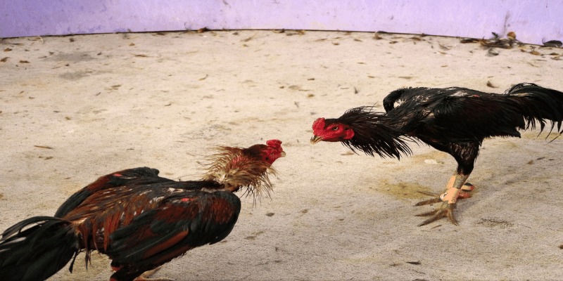 Giới thiệu thông tin về đá gà thomo