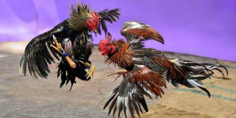 Tổng quan thông tin về đá gà cựa dao