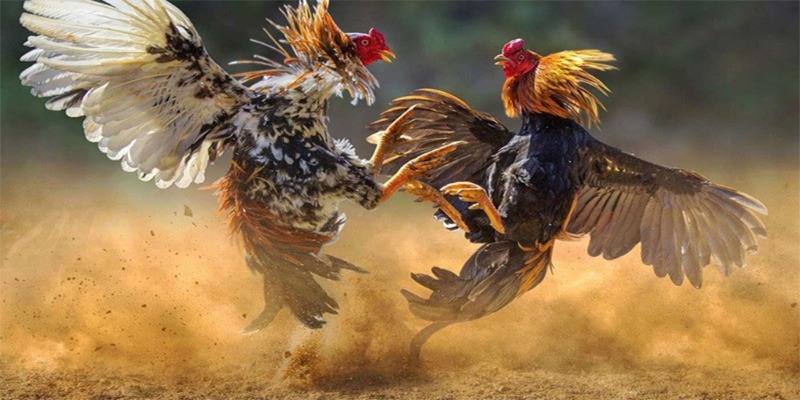 Trận đấu thường kéo dài khoảng 10 đến 15 phút mỗi hiệp